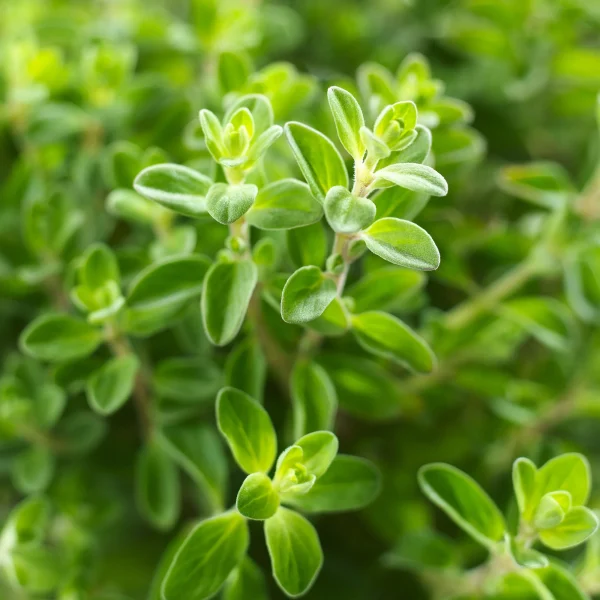 Bonnie Plants Italian Oregano 19.3 oz. 2-Pack - Image 5